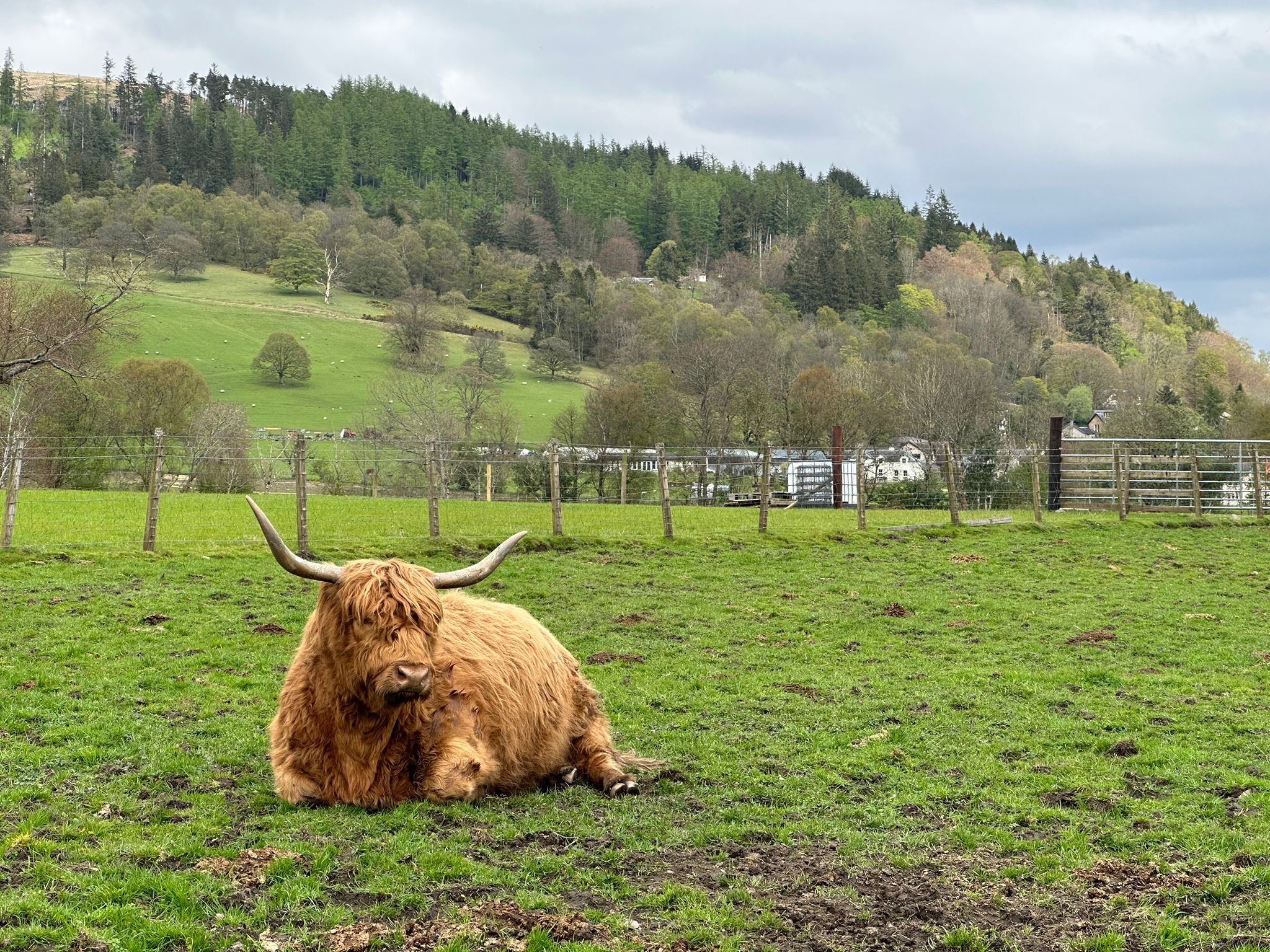 a brown and white cow lying on top of a lush green field