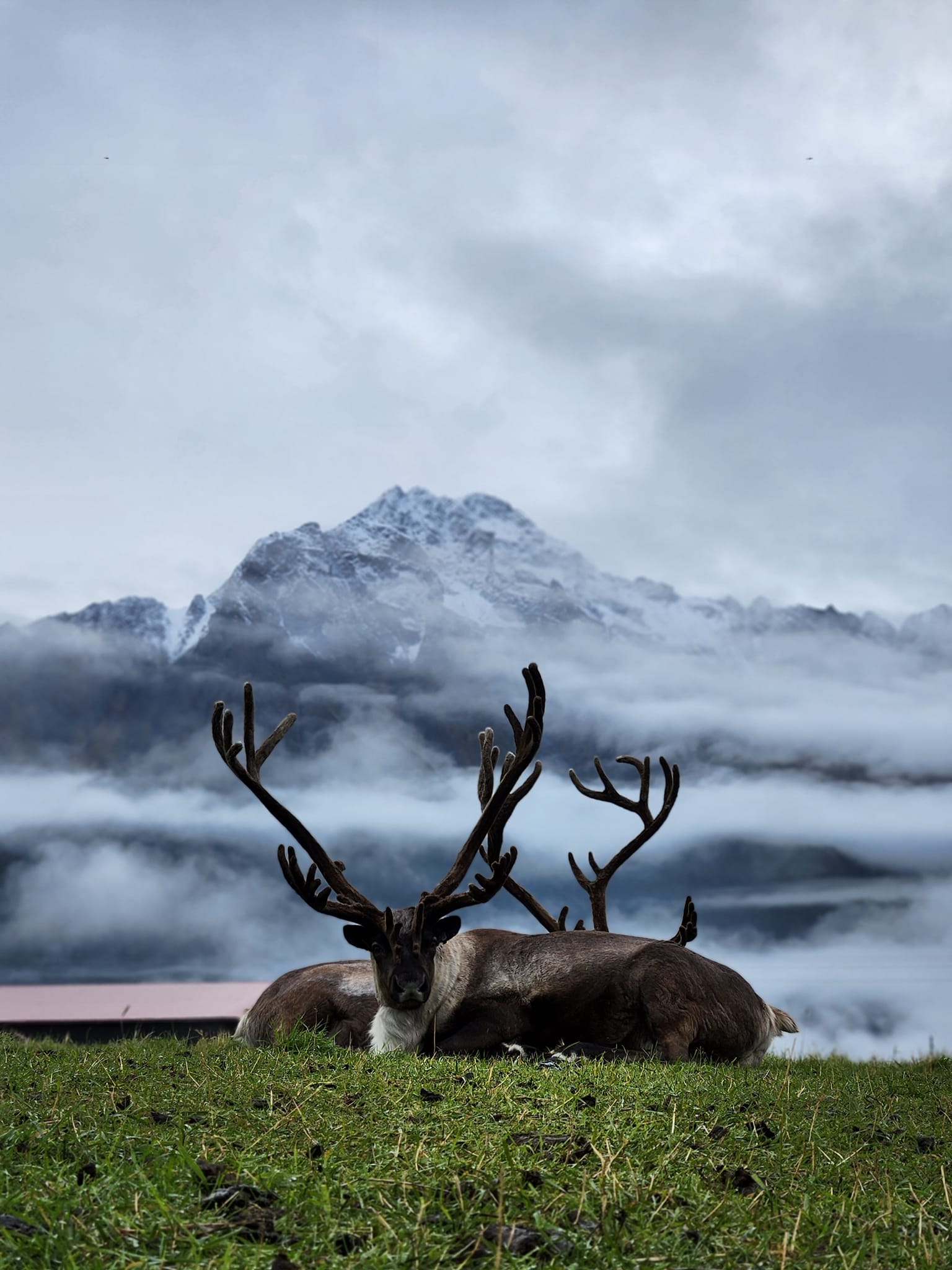 a deer in a field