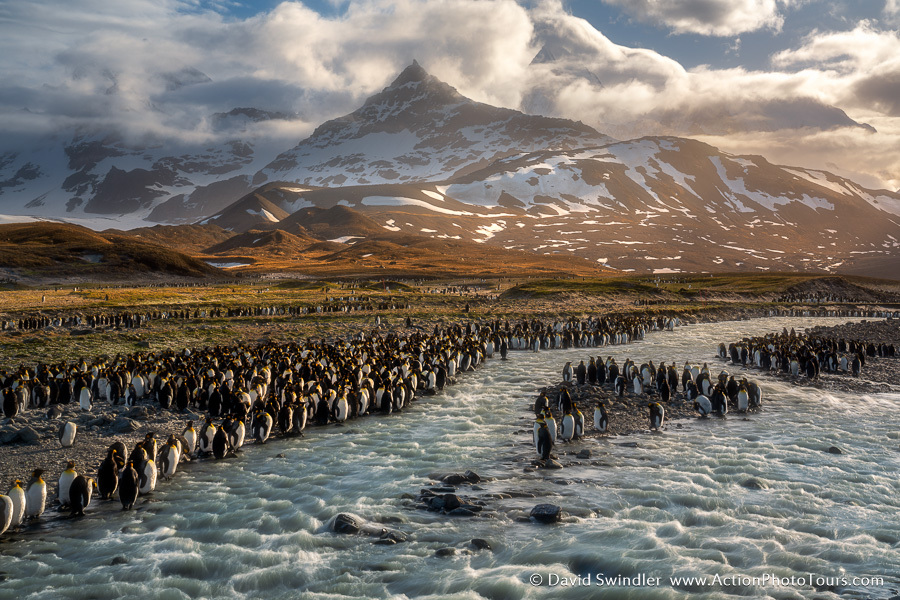 a flock of penguins are standing in the snow
