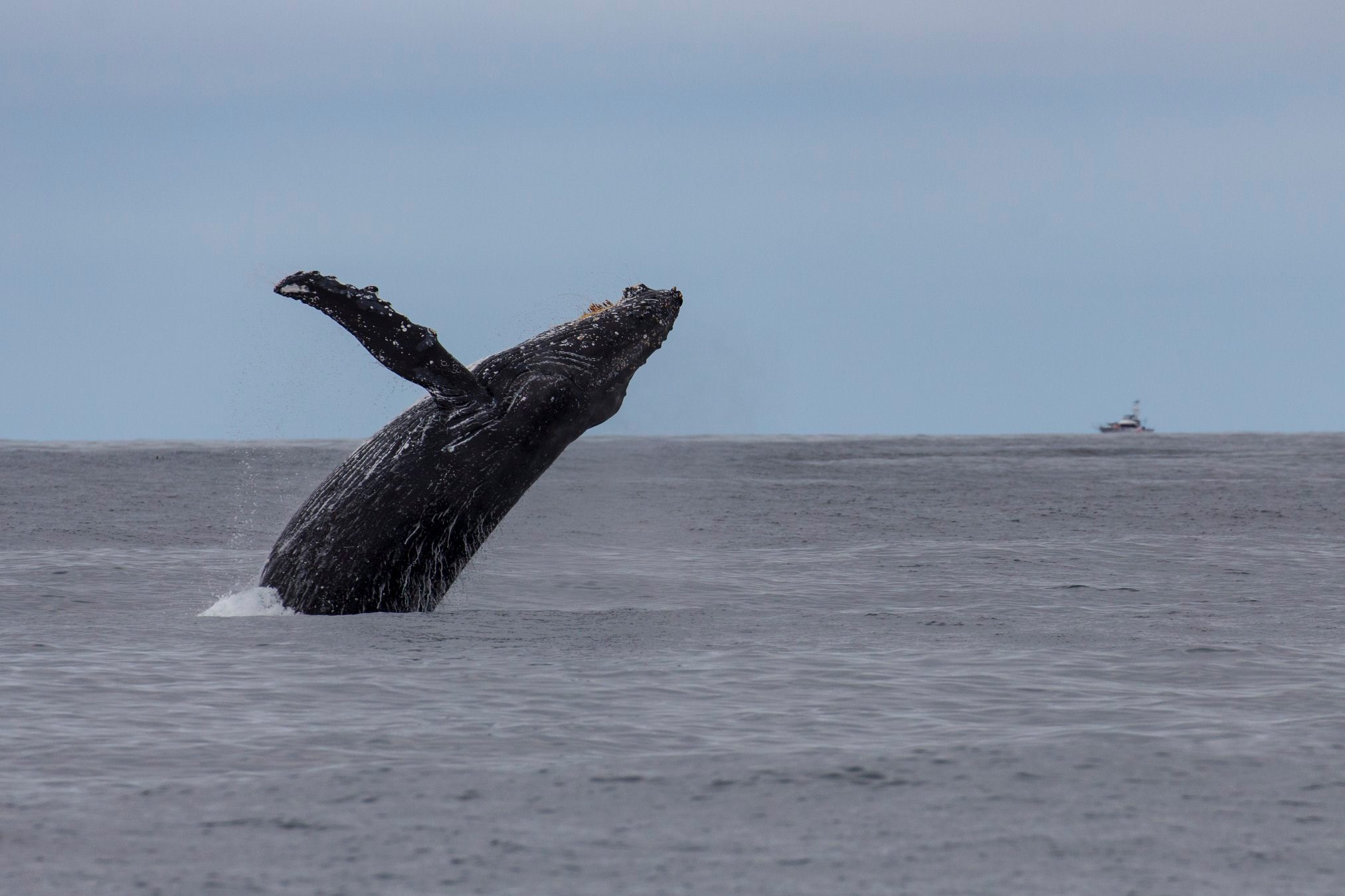 a whale jumping out of the water